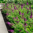 Butterfly bush hedge with dense purple flower spikes atop bright green foliage, planted along a mulched border edging a paved path.