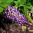 Close-up of a Blueberry Pie butterfly bush flower spike, showing dense clusters of small purple blooms with white and orange throats, set against green foliage.