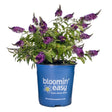 Butterfly bush with multiple cone-shaped purple flower clusters and green foliage growing in a blue "bloomin' easy" branded nursery pot against a white background.