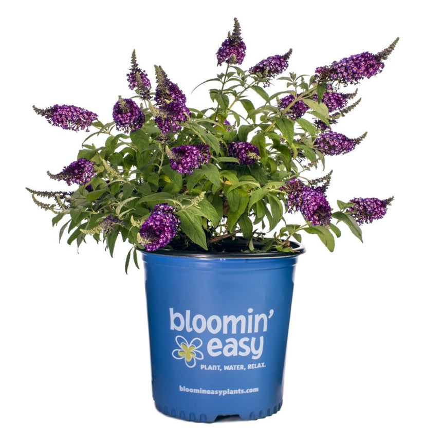 Butterfly bush with multiple cone-shaped purple flower clusters and green foliage growing in a blue "bloomin' easy" branded nursery pot against a white background.