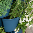 Close-up of stacked tiers on a blue GreenStalk vertical planter, showing rosemary and other green herbs growing alongside a trailing plant with small white flowers.