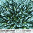 Overhead view of Rosette Tatsoi bok choy growing in a dense, low rosette of dark green, deeply crinkled leaves with pale green stems and veins, labelled with the product name and photo credit.