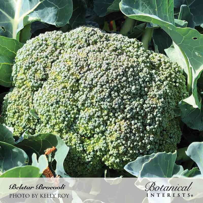 Close-up of a large Belstar broccoli head with tightly packed bluish-green florets, still growing on the plant and surrounded by broad, veined leaves.