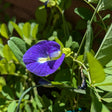 Indigo Blue Tea Butterfly Pea flower with green leaves in the background
