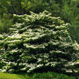 A mature Cherokee Princess dogwood tree in full bloom, its tiered branches layered with white flowers against dark green foliage, set in front of tall pine trees in a garden.