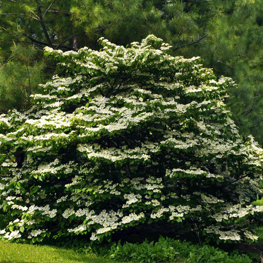 A mature Cherokee Princess dogwood tree in full bloom, its tiered branches layered with white flowers against dark green foliage, set in front of tall pine trees in a garden.