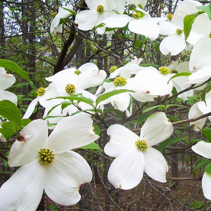 Flowering branch of the Cherokee Princess dogwood tree, showing large four-petaled white blooms with clusters of yellow-green centers, set against a backdrop of slender tree trunks in a wooded setting.