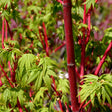 Close-up of a Coral Bark Japanese maple showing its bright coral-red branches and fresh green, deeply lobed palmate leaves emerging in spring.