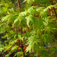 Close-up of a Coral Bark Japanese Maple branch showing bright green, deeply lobed leaves against contrasting red-toned stems, with more foliage blurred in the background.