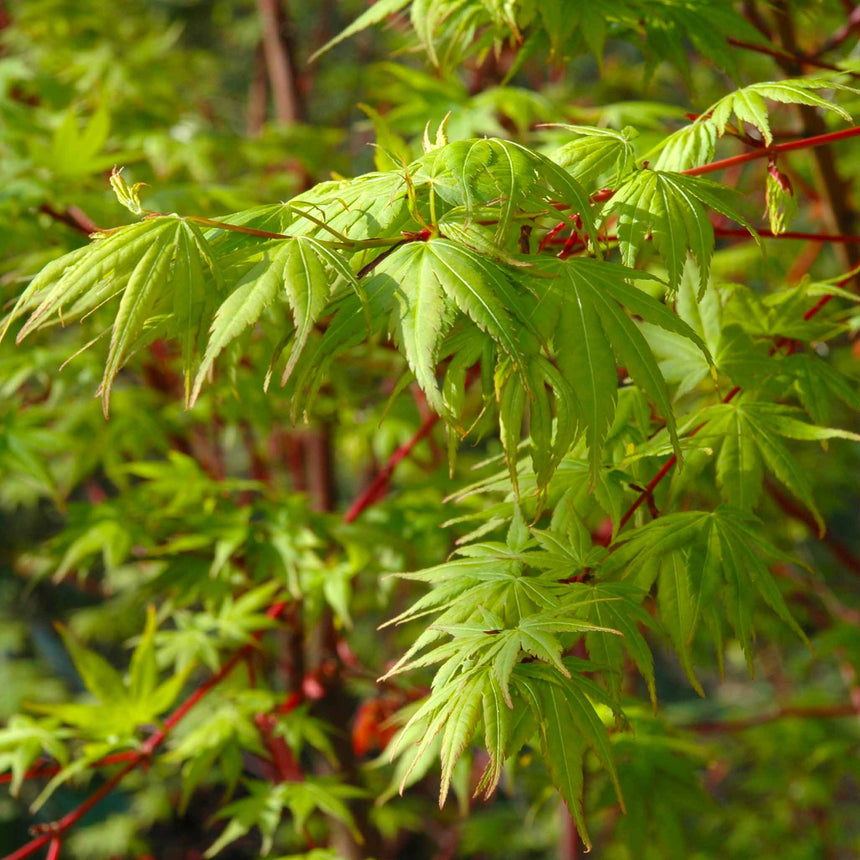 Close-up of a Coral Bark Japanese Maple branch showing bright green, deeply lobed leaves against contrasting red-toned stems, with more foliage blurred in the background.