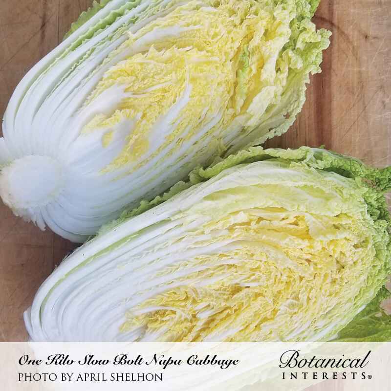 A One Kilo Slow Bolt napa cabbage sliced in half lengthwise on a wooden cutting board, revealing tightly packed, crinkled pale yellow-green leaves with white ribs.