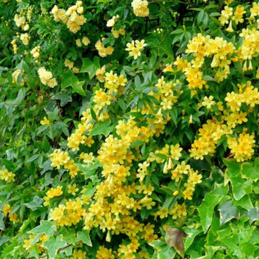 Carolina jasmine climbing vine covered in clusters of small trumpet-shaped yellow flowers, mingled with variegated ivy leaves and dense green foliage.
