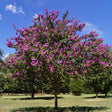 Mature Catawba Crape Myrtle tree with a rounded canopy of dense magenta-purple blooms covering dark green foliage, standing in an open grassy park under a clear blue sky.