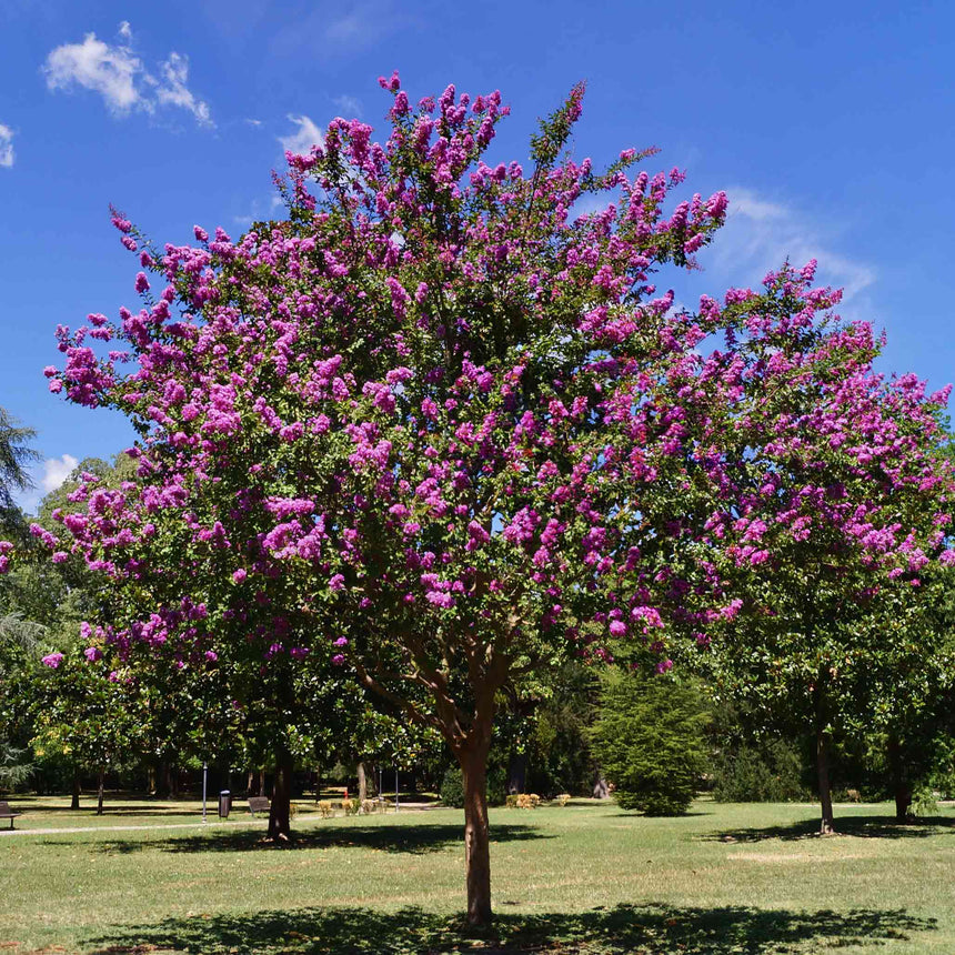 Mature Catawba Crape Myrtle tree with a rounded canopy of dense magenta-purple blooms covering dark green foliage, standing in an open grassy park under a clear blue sky.