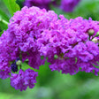 Close-up of Catawba Crape Myrtle blooms showing dense clusters of ruffled, crinkled purple-magenta flowers with dark blue-tinged edges, alongside unopened green buds against a blurred green backdrop.