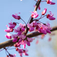 Close-up of a Flame Thrower redbud branch clustered with bright magenta-pink pea-like blossoms sprouting directly from the dark bark, set against a clear blue sky.
