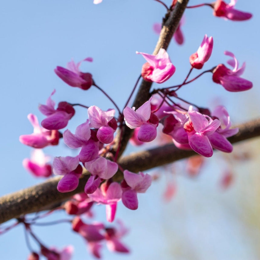 Close-up of a Flame Thrower redbud branch clustered with bright magenta-pink pea-like blossoms sprouting directly from the dark bark, set against a clear blue sky.