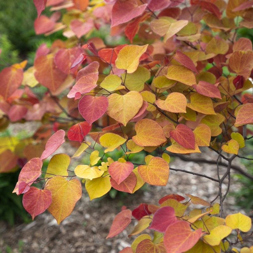 Close-up of a Flame Thrower redbud tree's heart-shaped leaves in autumn colour, showing a mix of red, orange, yellow and green foliage on slender dark branches above a mulched garden bed.