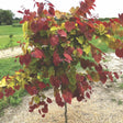 Young Flame Thrower redbud tree with heart-shaped foliage in mixed shades of burgundy, red, orange and chartreuse, standing on a mulched bed in a grassy nursery field.