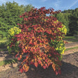 Flame Thrower redbud tree with heart-shaped leaves displaying a striking mix of burgundy, orange, and chartreuse-yellow coloring, growing as a rounded shrub beside a gravel path lined with trees.