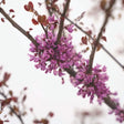 Clusters of small magenta-pink flowers bloom directly along the bare branches of an Amethyst redbud, with reddish heart-shaped young leaves emerging nearby against a soft, overcast sky.