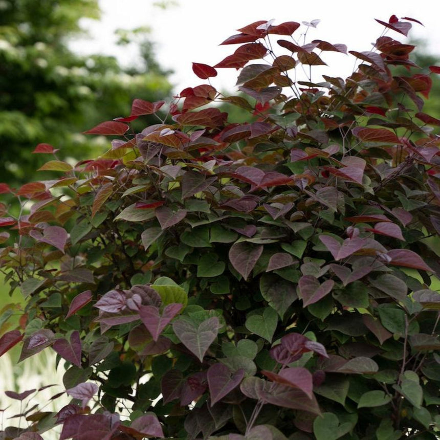 Dense mound of a redbud shrub with heart-shaped leaves in shades of deep burgundy, purple and green, set against a blurred green garden backdrop.