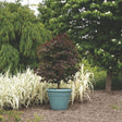 A small standard-form redbud tree with rounded, deep purple foliage grows in a teal ridged planter, set among variegated white-and-green ornamental grasses on a mulched garden bed.
