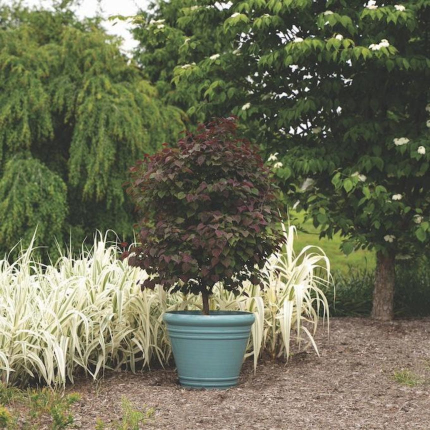 A small standard-form redbud tree with rounded, deep purple foliage grows in a teal ridged planter, set among variegated white-and-green ornamental grasses on a mulched garden bed.