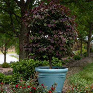A young Garden Gems Amethyst redbud tree, trained as a round-headed standard with heart-shaped purple-and-green leaves, grows in a teal ceramic planter surrounded by red roses and shrubs in a landscaped garden setting.