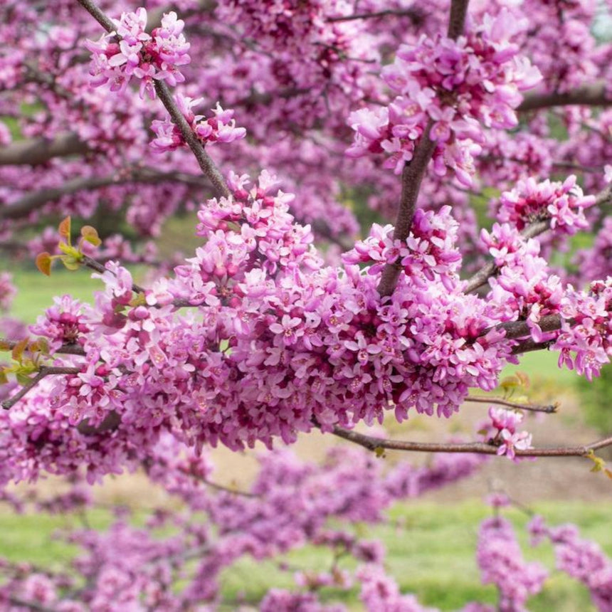 Redbud tree branches densely clustered with small magenta-pink flowers blooming directly along the dark bark, with a few tiny bronze leaves emerging, set against a blurred grassy background.
