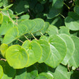 Close-up of Garden Gems Emerald Redbud foliage, showing heart-shaped leaves in varying shades of lime and deep green with visible vein patterns, backlit by sunlight against a leafy background.