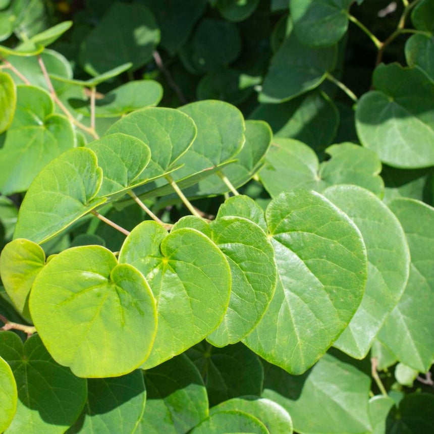 Close-up of Garden Gems Emerald Redbud foliage, showing heart-shaped leaves in varying shades of lime and deep green with visible vein patterns, backlit by sunlight against a leafy background.