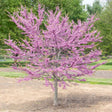 A young redbud tree in full bloom stands on a mulched bed in a grassy park setting, its bare branches densely covered in small magenta-pink flowers with a backdrop of green mature trees.