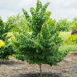 Young Garden Gems Emerald Redbud tree with a dense, upright crown of heart-shaped green leaves, planted in mulched nursery soil alongside a row of similar trees with grassy fields behind.