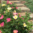 Sunblush Rose bush with open single blooms in shades of pink and yellow-white ageing to cream, buds and glossy green foliage growing beside a stone garden staircase.