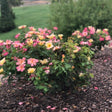 Compact rose shrub bearing clusters of open blooms shading from yellow centres to pink-edged petals, planted in a mulched bed alongside a matching hedge and mown lawn in the background.