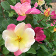 Sunblush rose bush with single, open blooms that fade from creamy white and yellow centres to deep pink edges, alongside darker pink flowers and unopened orange-tinged buds among glossy green foliage.