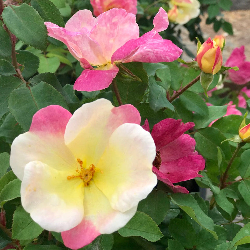 Sunblush rose bush with single, open blooms that fade from creamy white and yellow centres to deep pink edges, alongside darker pink flowers and unopened orange-tinged buds among glossy green foliage.