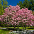 Mature Cherokee Brave pink dogwood tree in full bloom, its multiple trunks topped with dense pink blossoms, standing over a lawn edged with white ground cover flowers and a stone walkway.