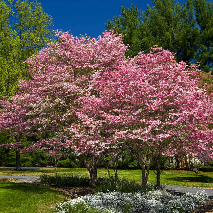 Mature Cherokee Brave pink dogwood tree in full bloom, its multiple trunks topped with dense pink blossoms, standing over a lawn edged with white ground cover flowers and a stone walkway.