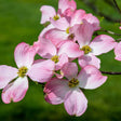 Close-up of pink dogwood blossoms on the branch, each bloom showing four notched petals with deep rosy-pink edges fading to white near the yellow-green centre clusters, set against a soft green lawn backdrop.