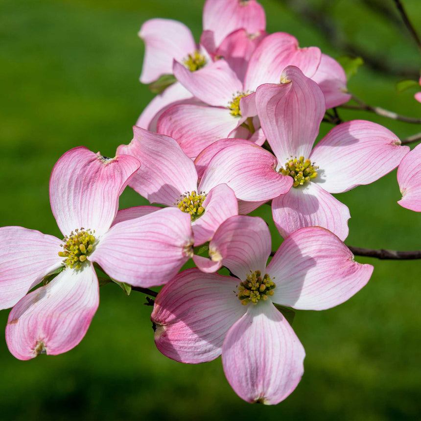 Close-up of pink dogwood blossoms on the branch, each bloom showing four notched petals with deep rosy-pink edges fading to white near the yellow-green centre clusters, set against a soft green lawn backdrop.