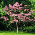 Young Cherokee Brave dogwood tree in full bloom, its horizontal branches covered in deep pink flowers, standing on a lawn against a dense green woodland backdrop.