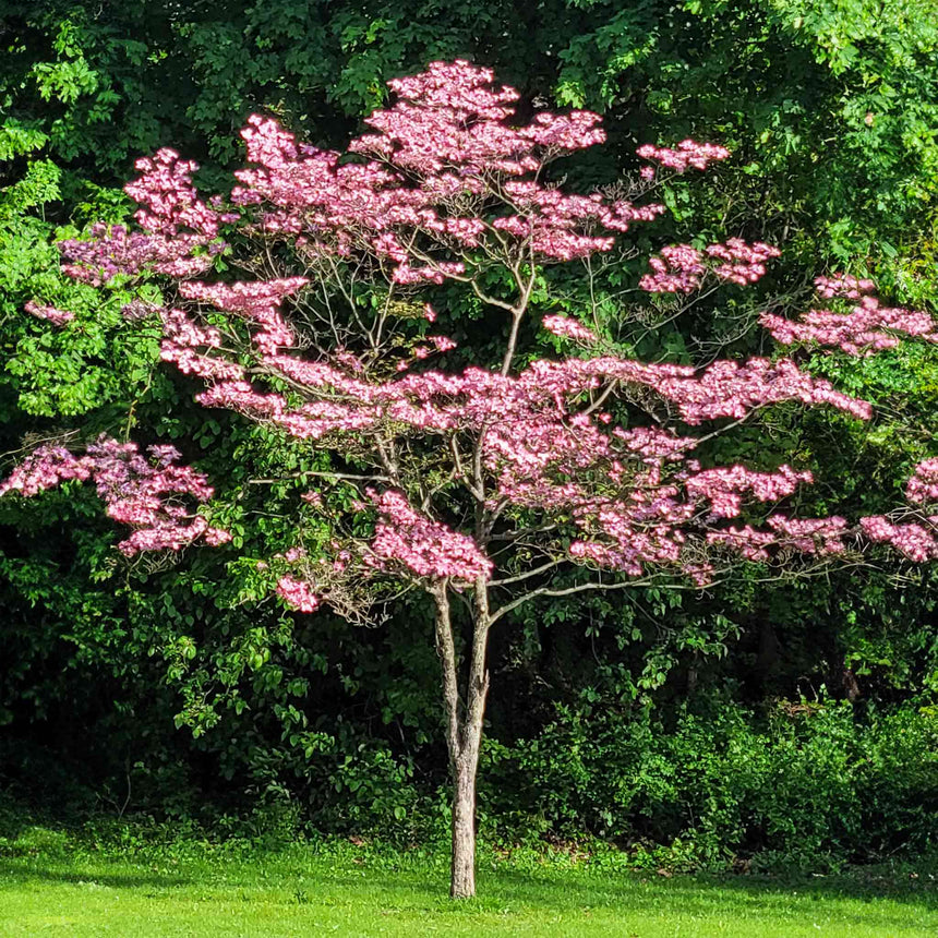 Young Cherokee Brave dogwood tree in full bloom, its horizontal branches covered in deep pink flowers, standing on a lawn against a dense green woodland backdrop.