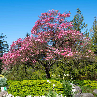 Mature Cherokee Chief pink dogwood tree in full bloom with dense clusters of deep pink flowers, set against evergreens and a garden bed of white tulips and low green shrubs under a clear blue sky.