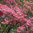 A mature Cherokee Chief pink dogwood tree in full bloom, its arching branches densely covered with deep pink four-petaled blossoms against a backdrop of green foliage and blue sky.