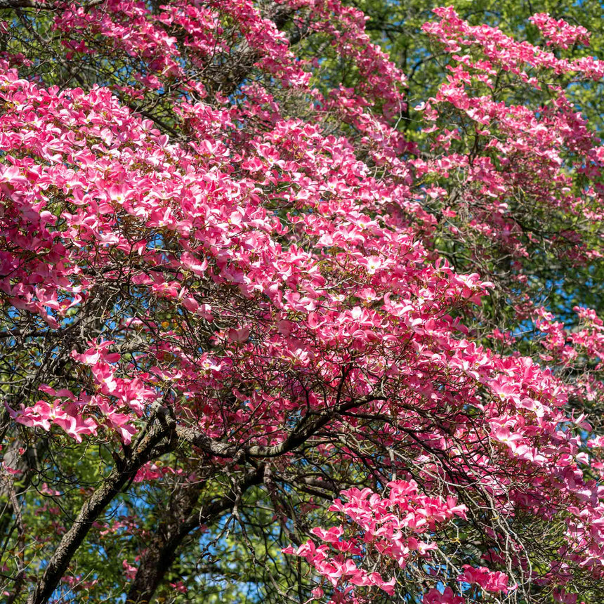A mature Cherokee Chief pink dogwood tree in full bloom, its arching branches densely covered with deep pink four-petaled blossoms against a backdrop of green foliage and blue sky.