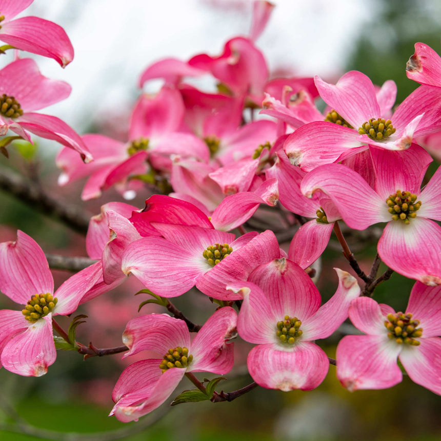 Close-up of Cherokee Chief pink dogwood blossoms, showing four-petaled deep pink flowers with notched tips and yellow-green centres clustered along a branch against a softly blurred green backdrop.