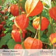 Close-up of Chinese Lantern plant showing papery, lantern-shaped orange husks hanging from green stems amid dense foliage, with the Botanical Interests logo and photo credit at the bottom.