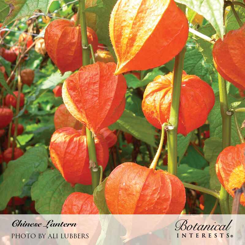 Close-up of Chinese Lantern plant showing papery, lantern-shaped orange husks hanging from green stems amid dense foliage, with the Botanical Interests logo and photo credit at the bottom.